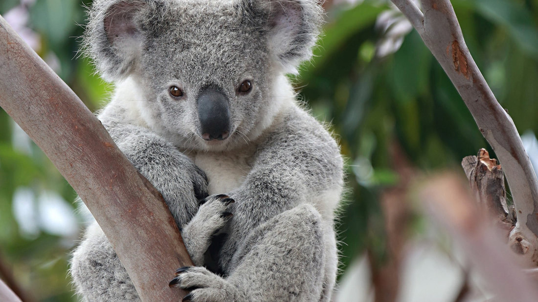 cute-koala-1920-1080_orig.jpg